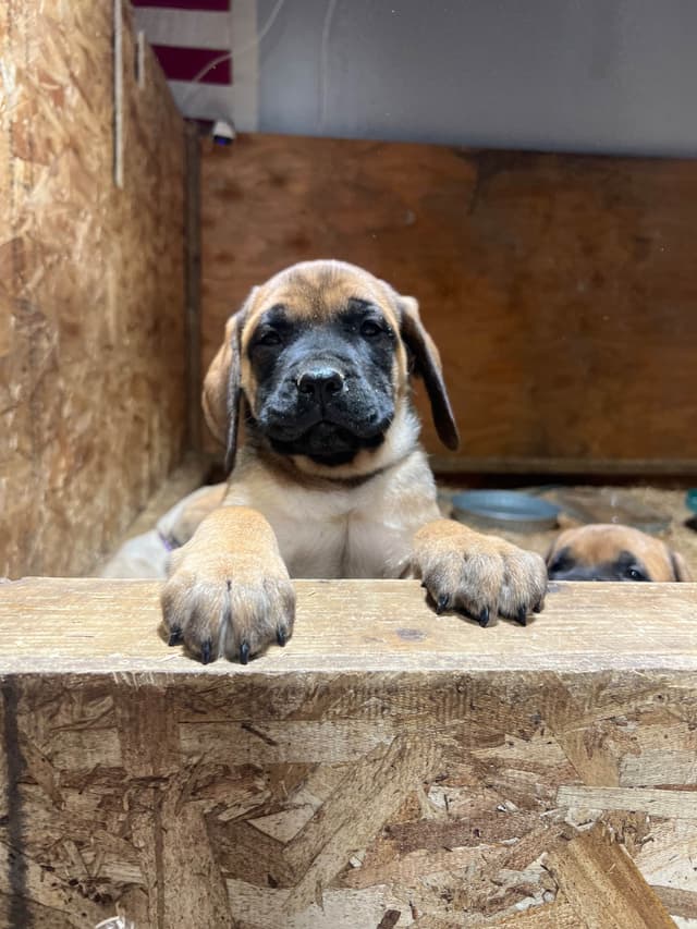 AKC English Mastiff Puppies media 4