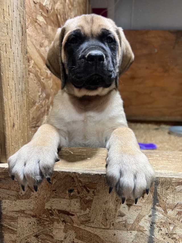 AKC English Mastiff Puppies media 5