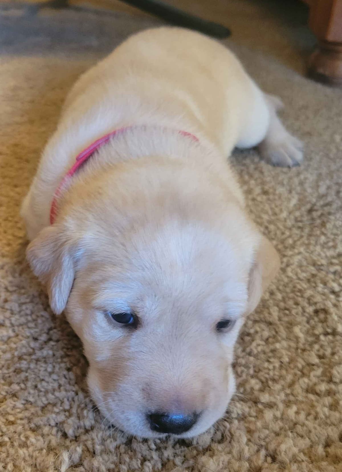 Labrador Retriever Puppies breeder image 7