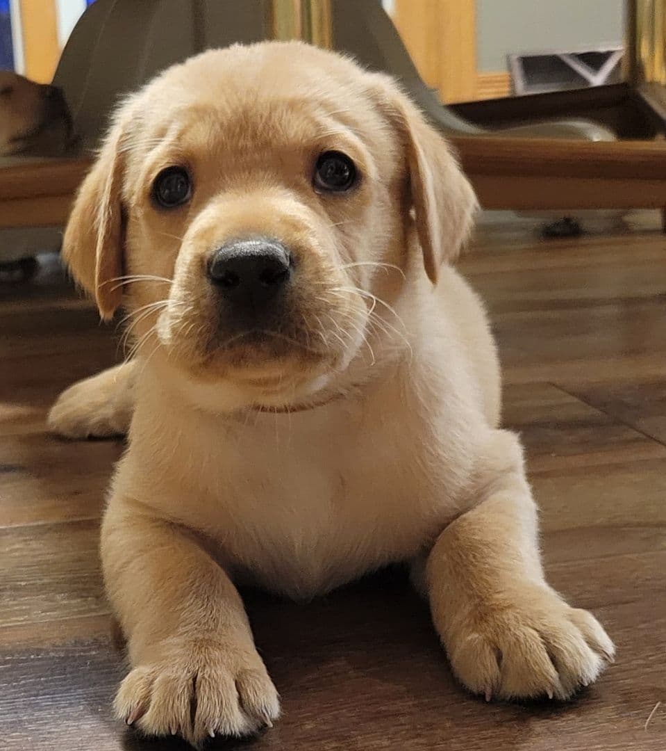 Labrador Retriever Puppies breeder image 2