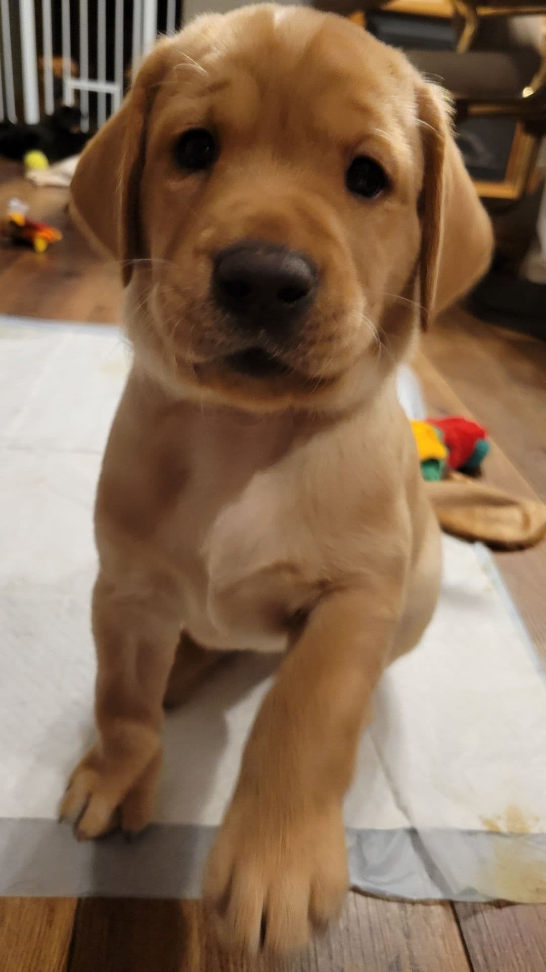 Labrador Retriever Puppies breeder image 3