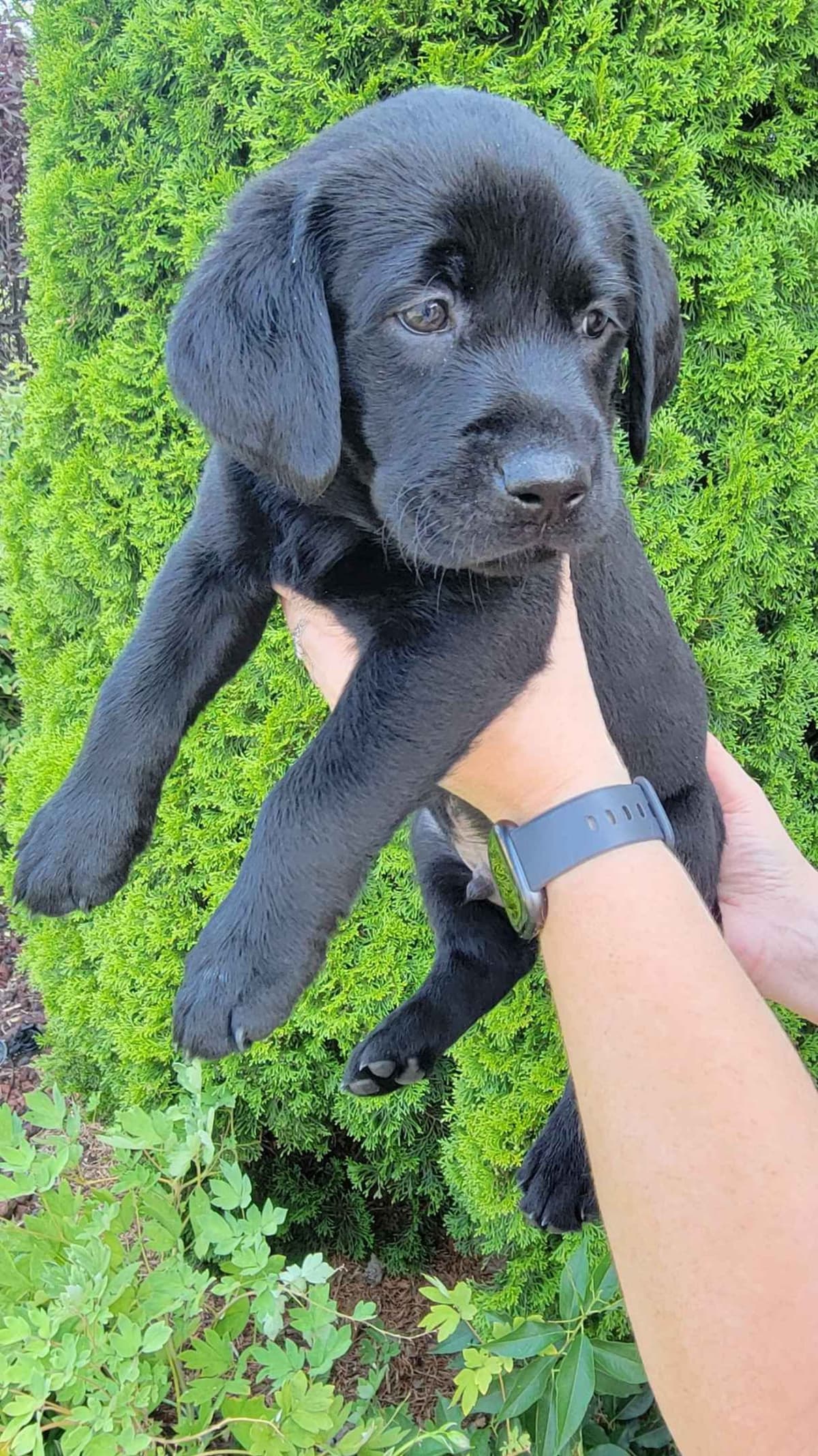 Labrador Retriever Puppies breeder image 1