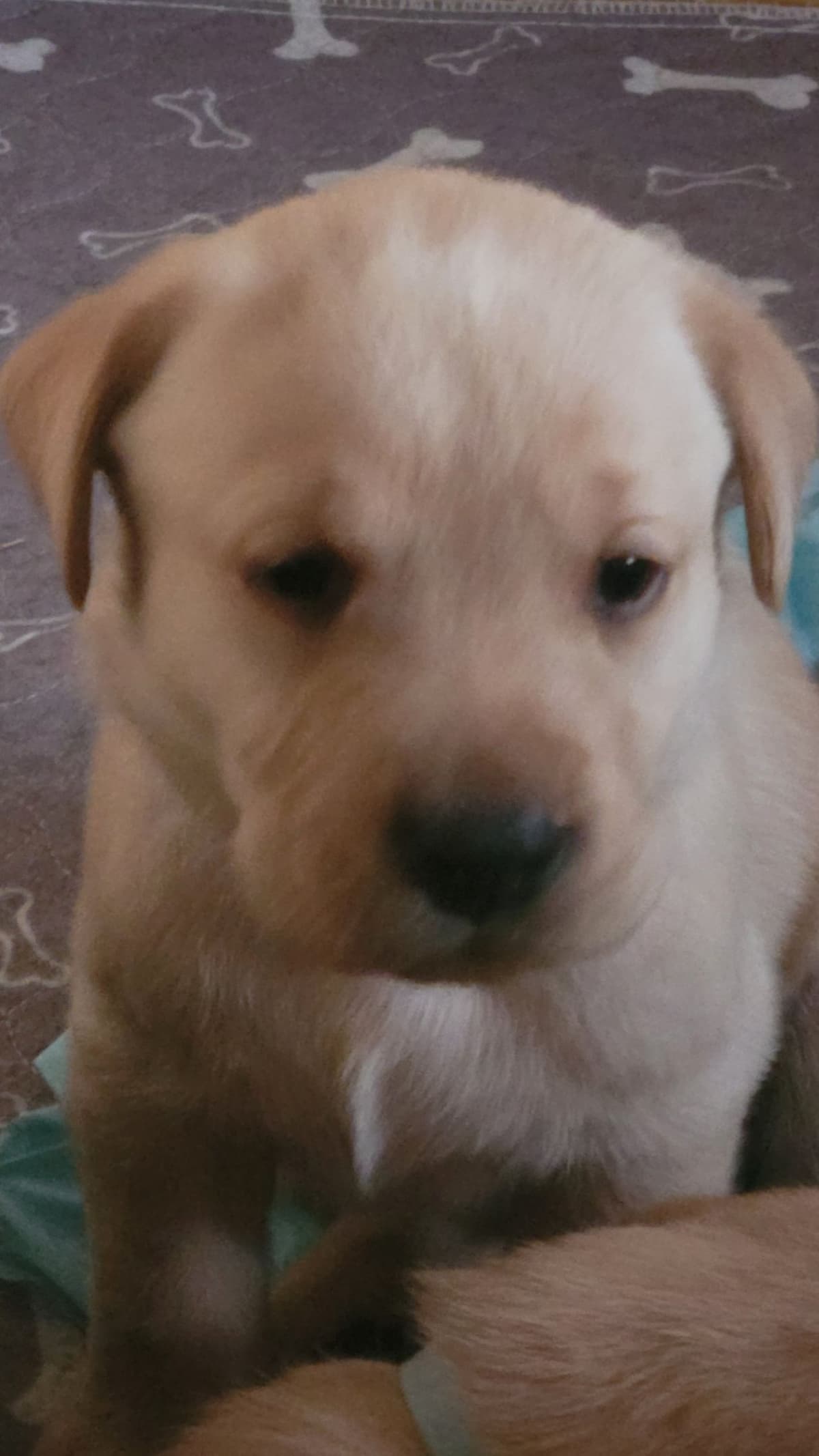 Labrador Retriever Puppies breeder image 9