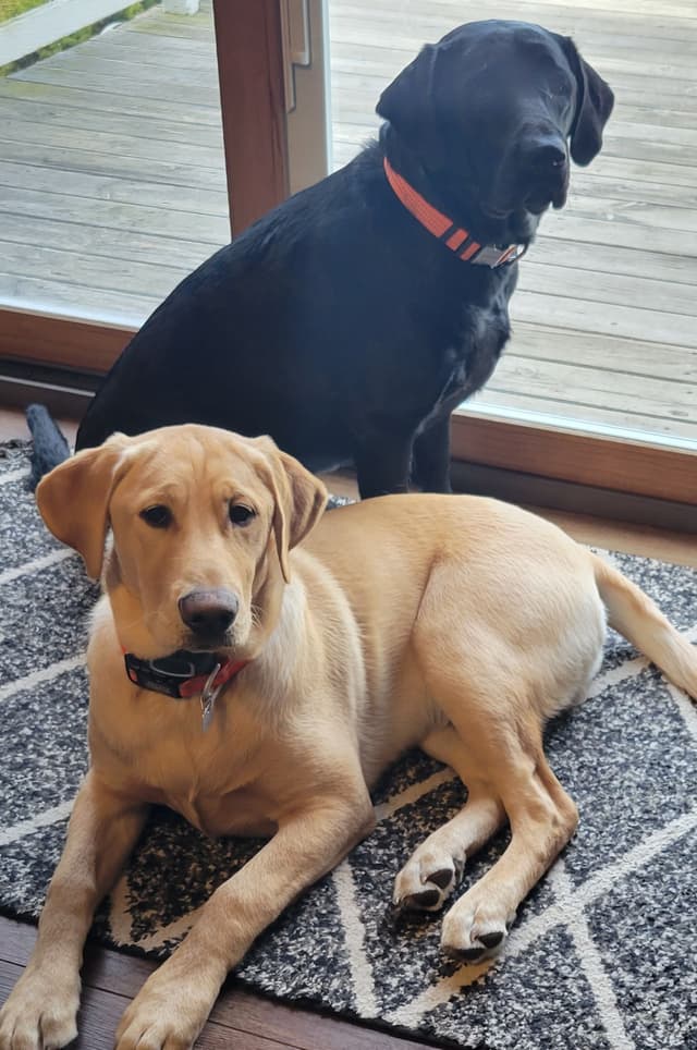 Labrador Retriever Puppies media 2