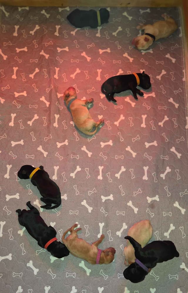 Labrador Retriever Puppies media 4