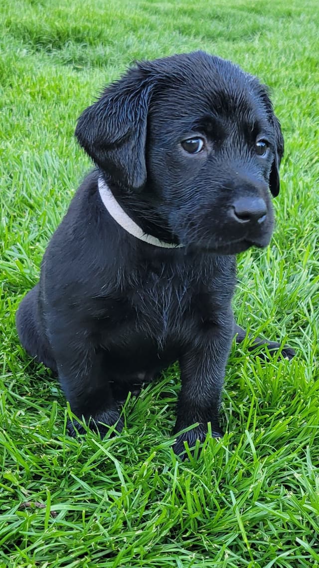 Labrador Retriever Puppies media 6