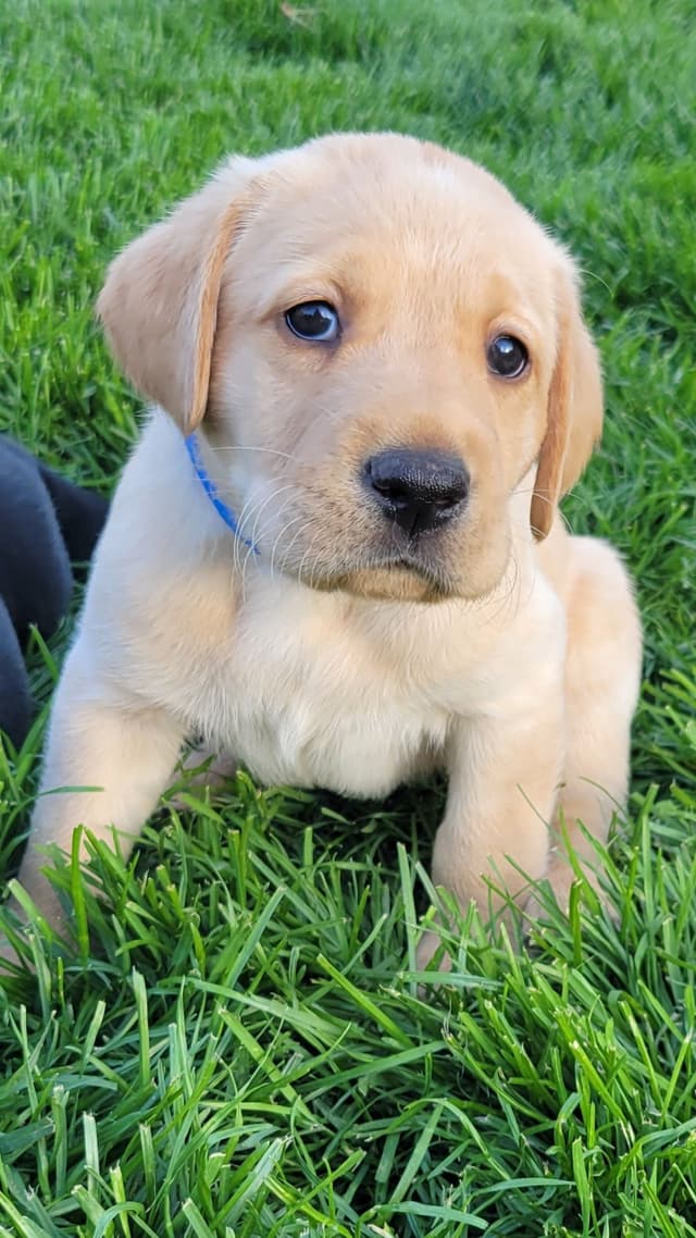 Labrador Retriever Puppies media 7