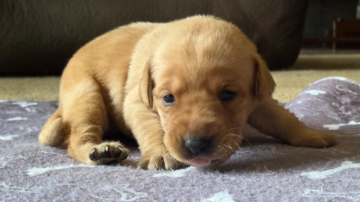 Labrador Retriever Puppies breeder image 10