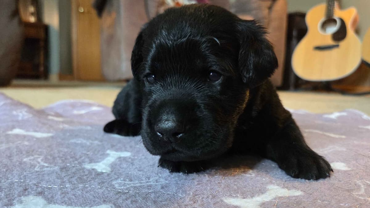 Labrador Retriever Puppies breeder image 11
