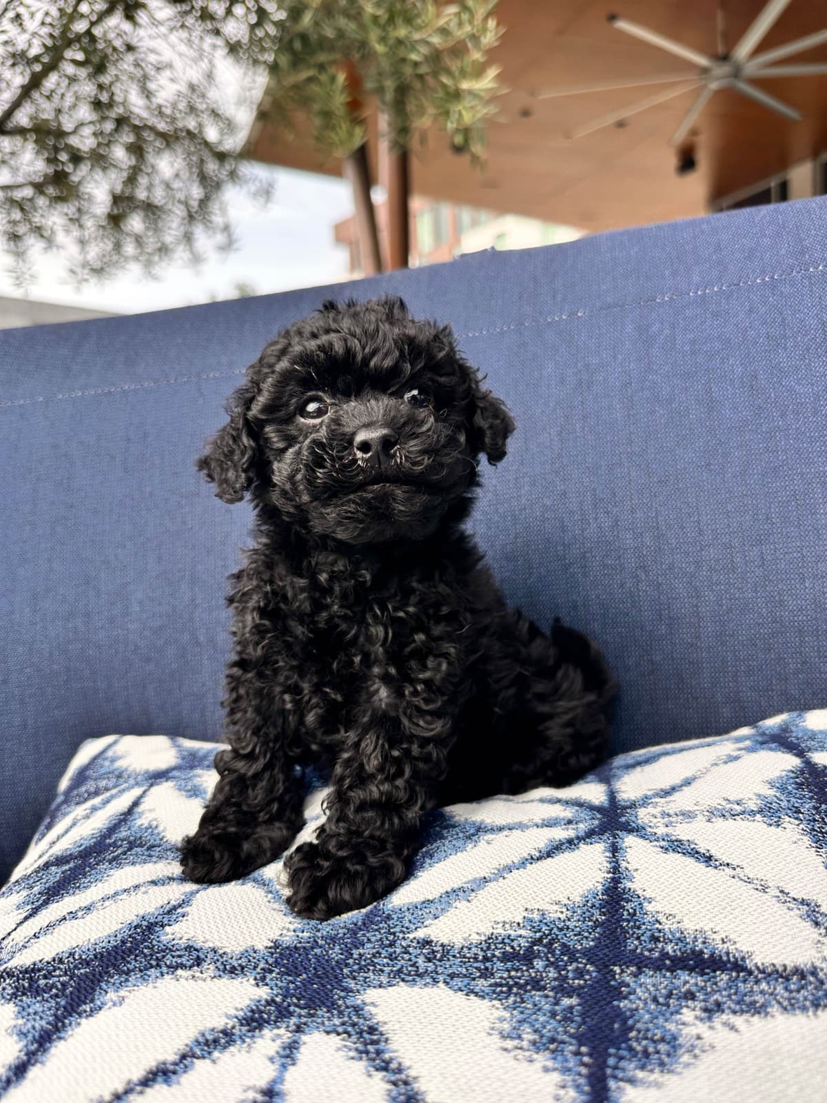 Poodle Puppies breeder image 2