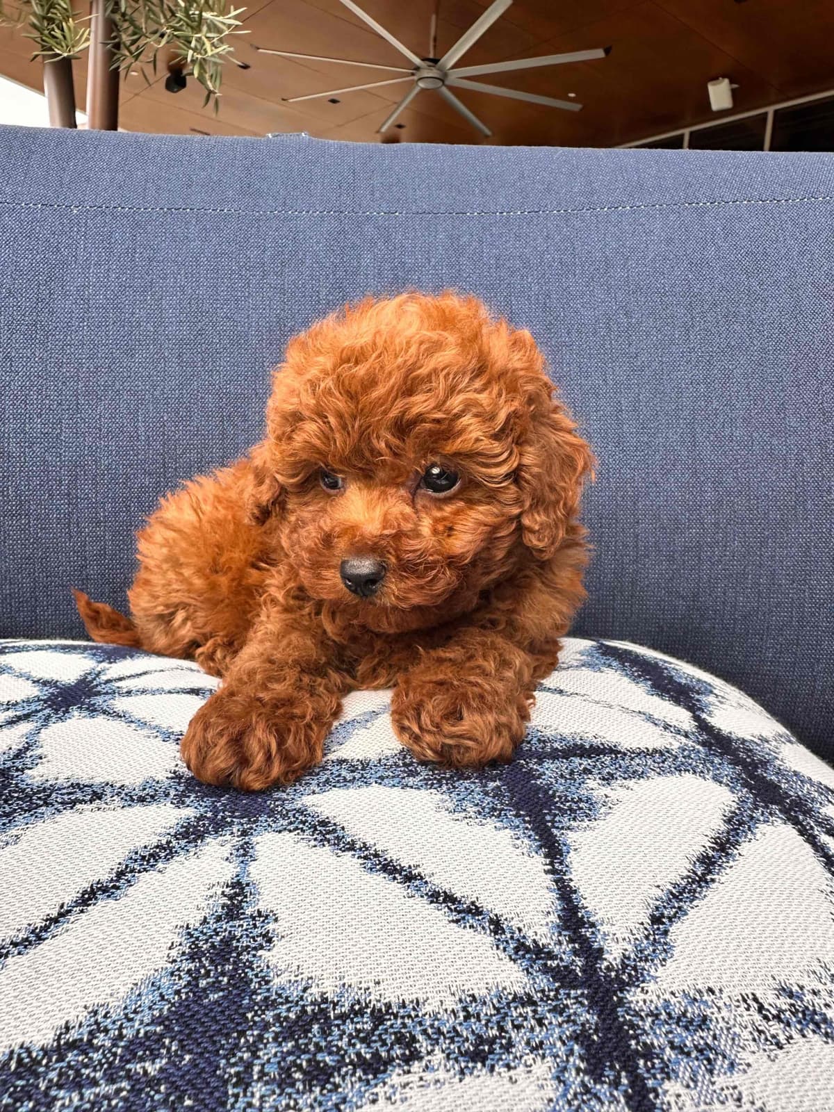 Poodle Puppies breeder image 3