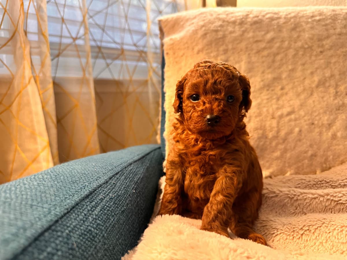 Poodle Puppies breeder image 4