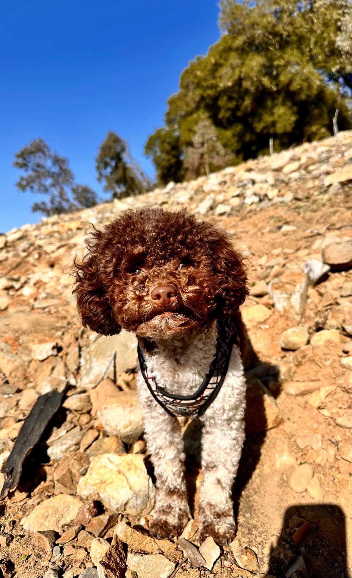 Poodle Puppies breeder image 5