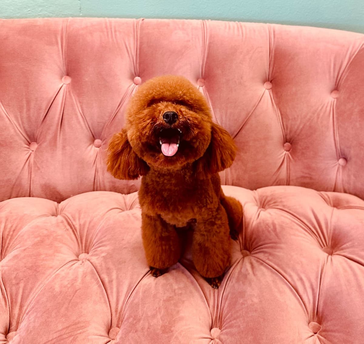 Poodle Puppies breeder image 6
