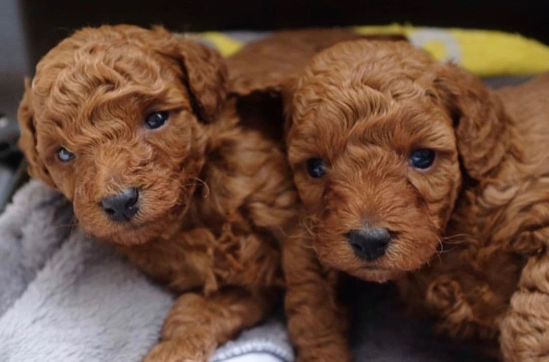 Poodle Puppies breeder image 7