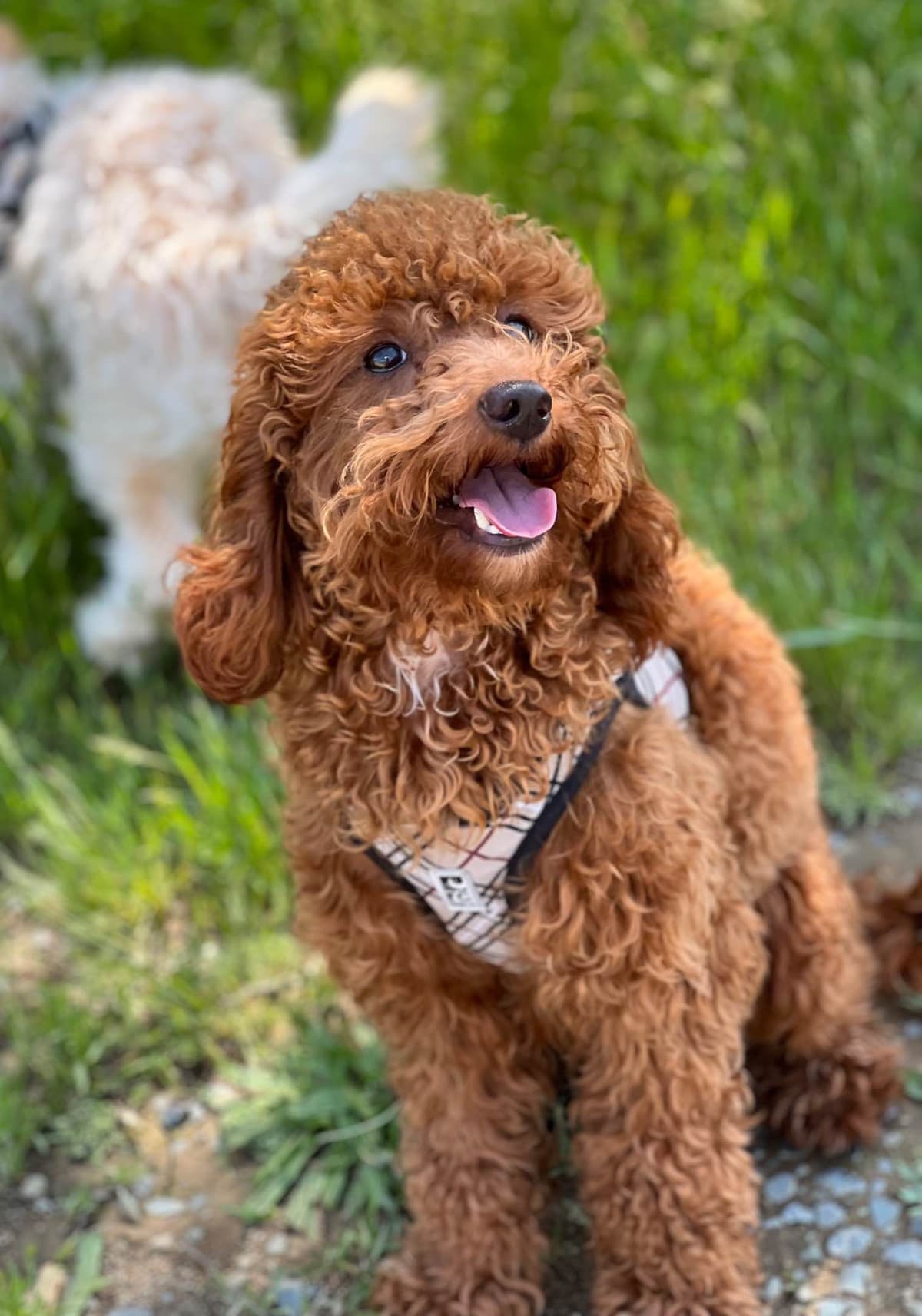 Poodle Puppies breeder image 10