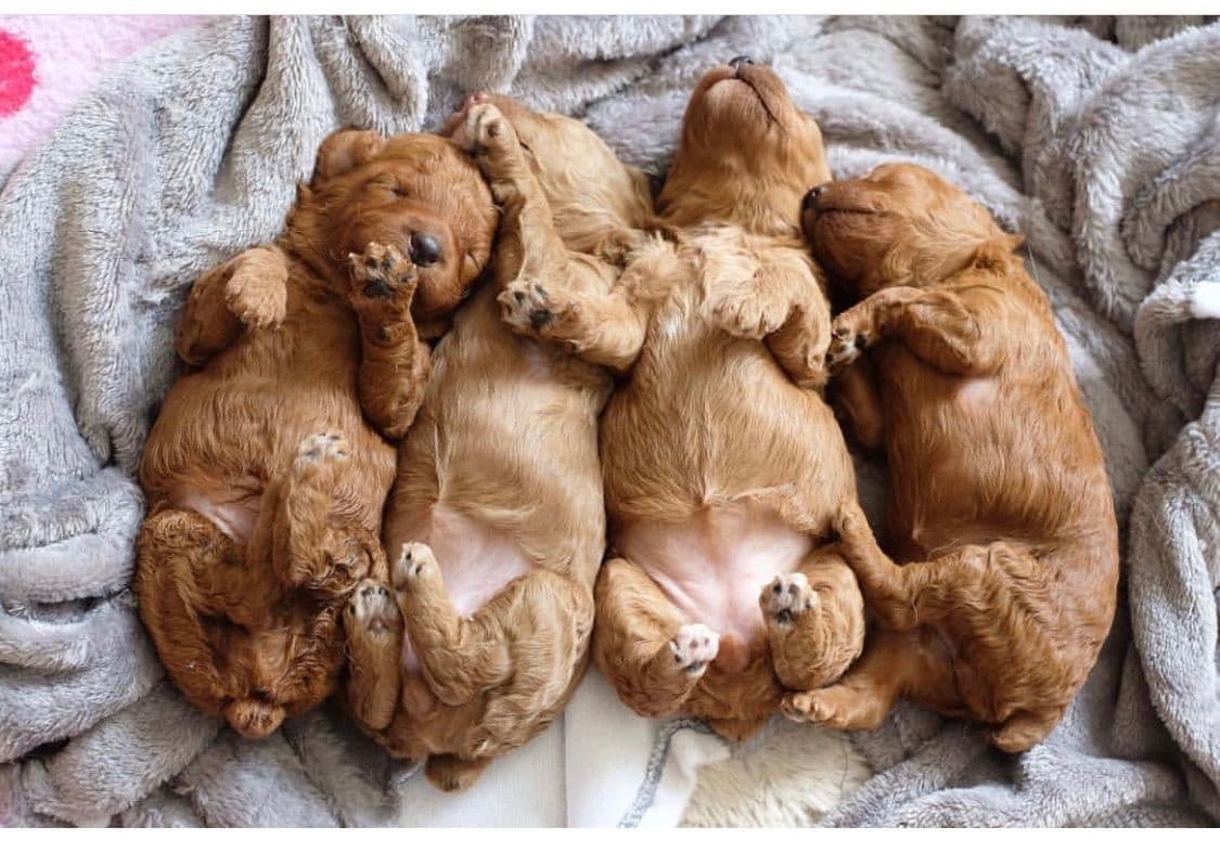 Poodle Puppies breeder image 9