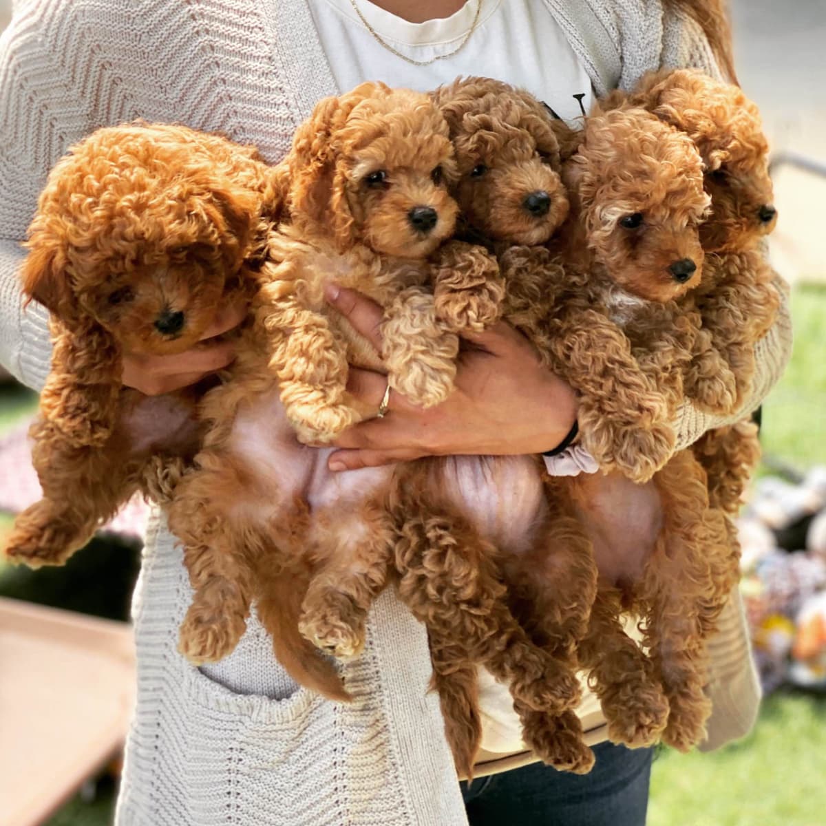 Poodle Puppies breeder image 12