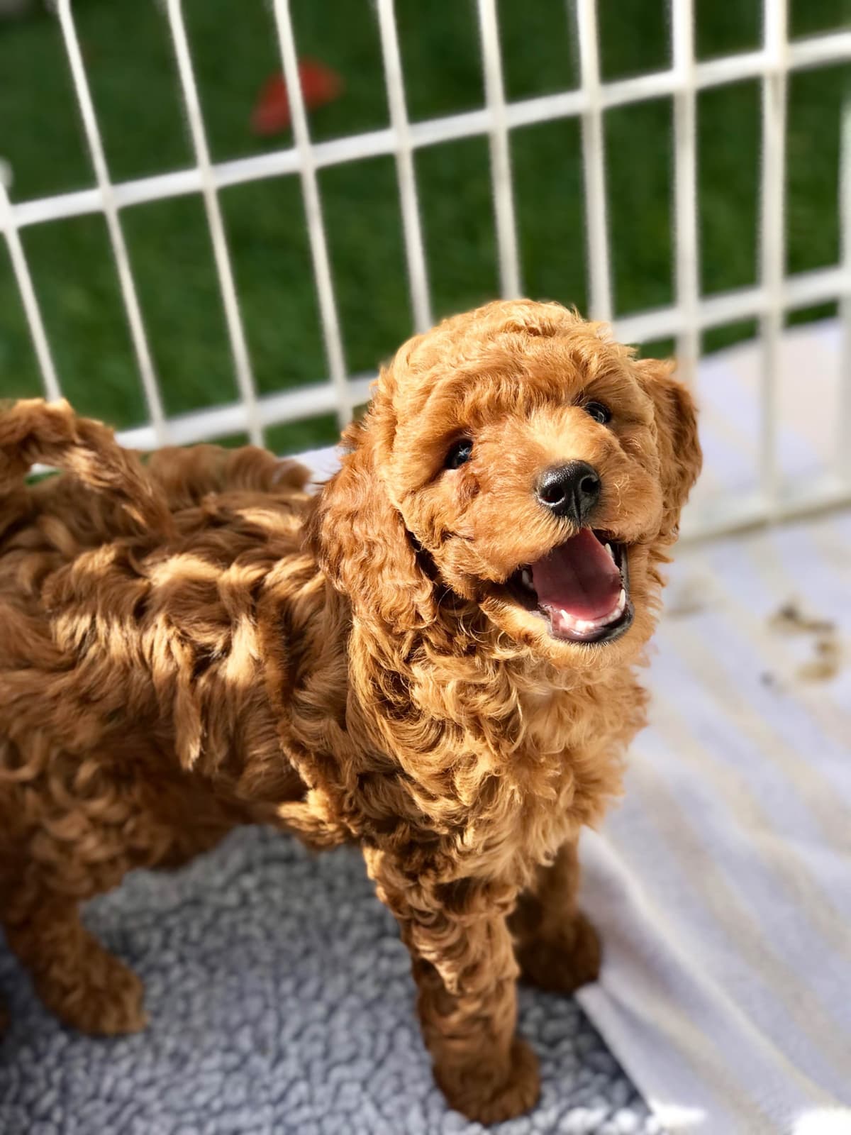 Poodle Puppies breeder image 14