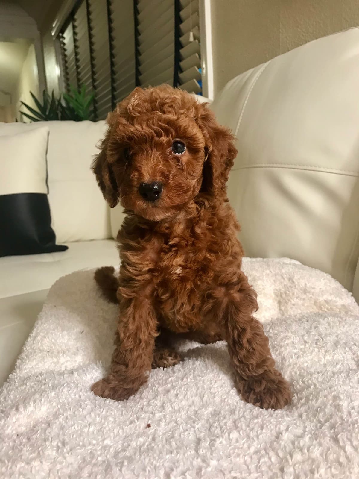 Poodle Puppies breeder image 15