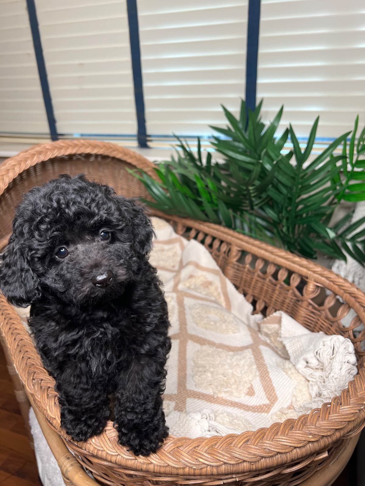 Poodle Puppies breeder image 16