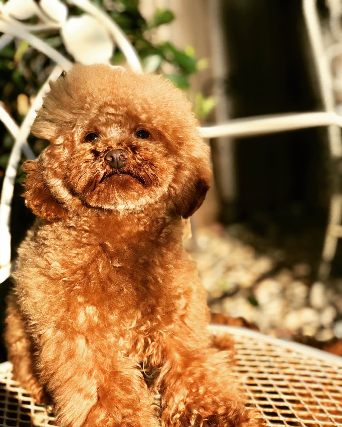 Poodle Puppies breeder image 17