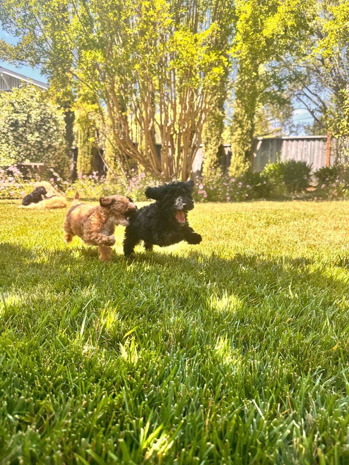 Poodle Puppies breeder image 20