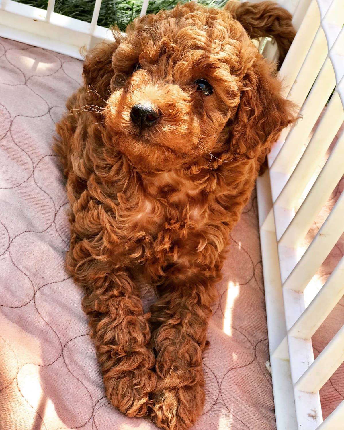 Poodle Puppies breeder image 18