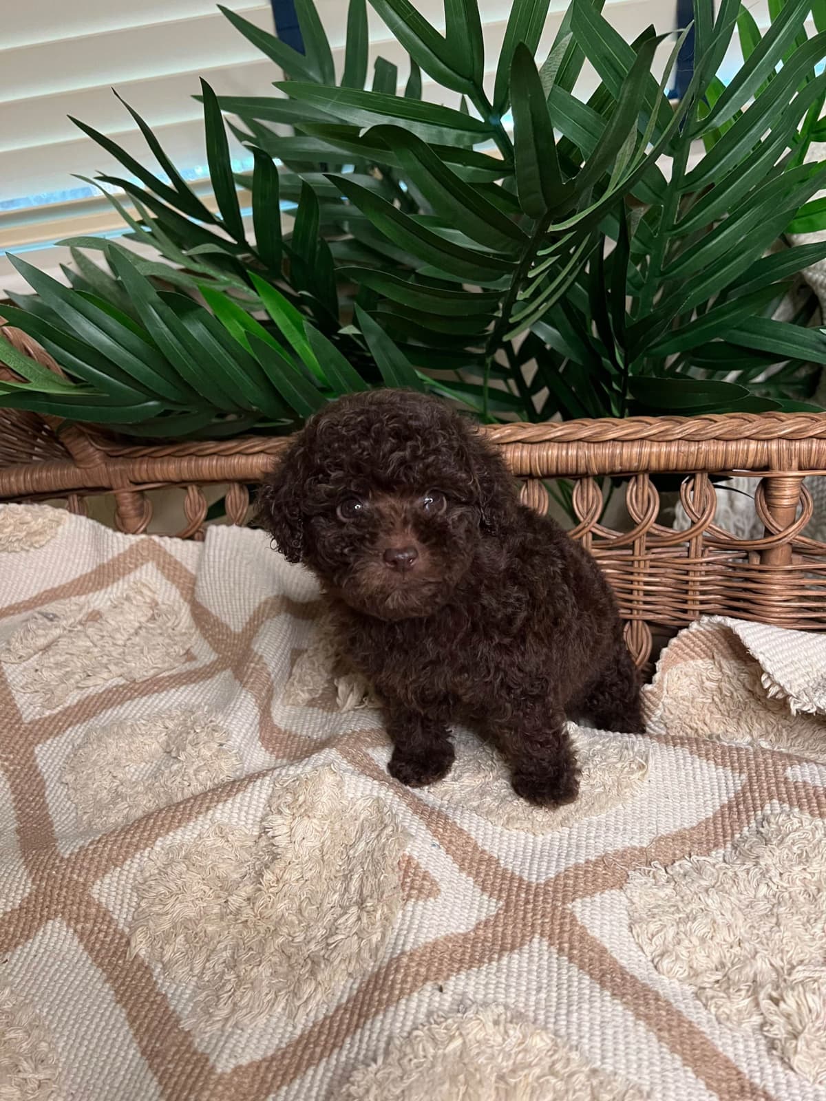 Poodle Puppies breeder image 19