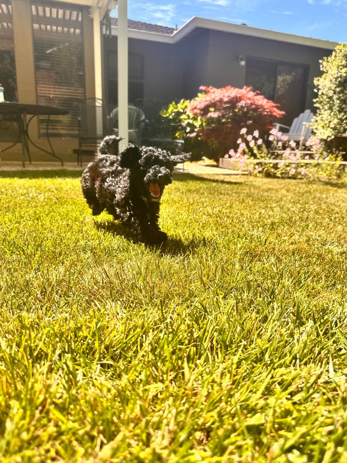 Poodle Puppies breeder image 21