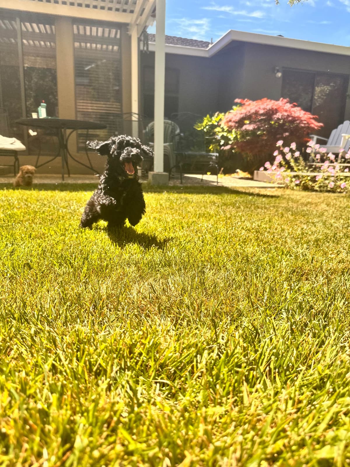 Poodle Puppies breeder image 22