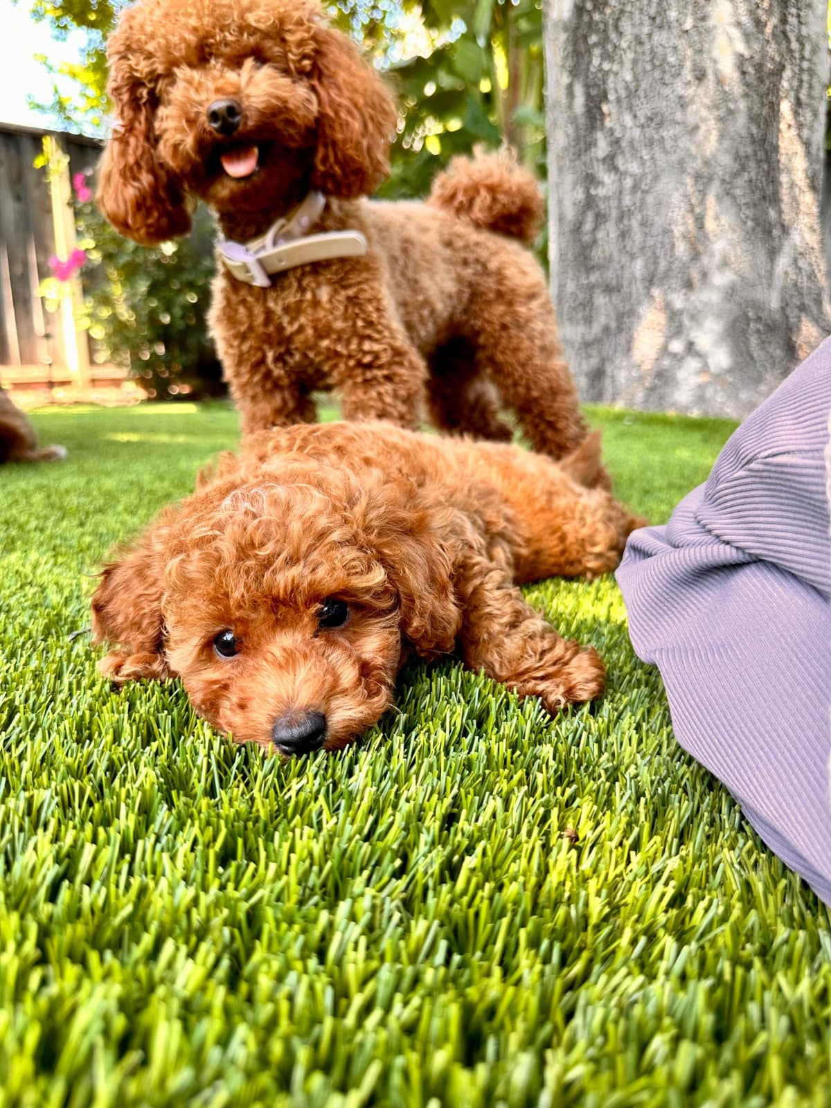Poodle Puppies breeder image 24