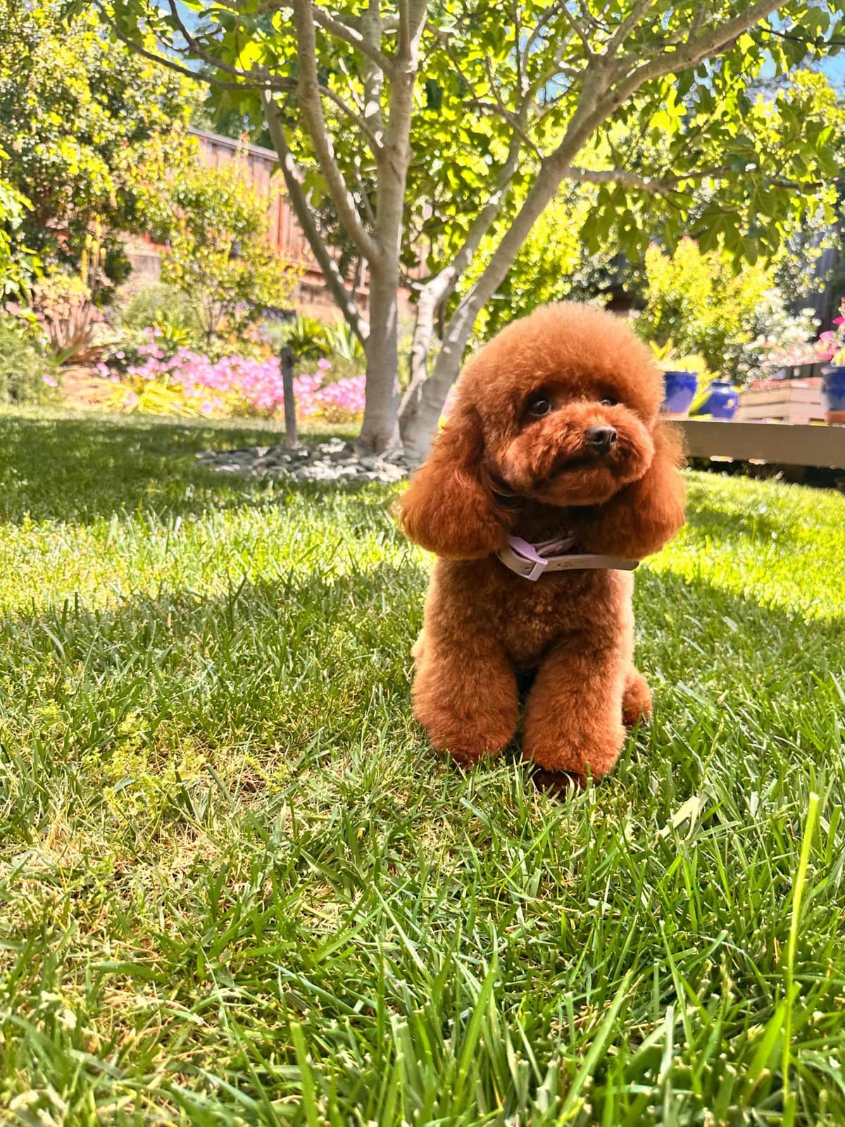 Poodle Puppies breeder image 25