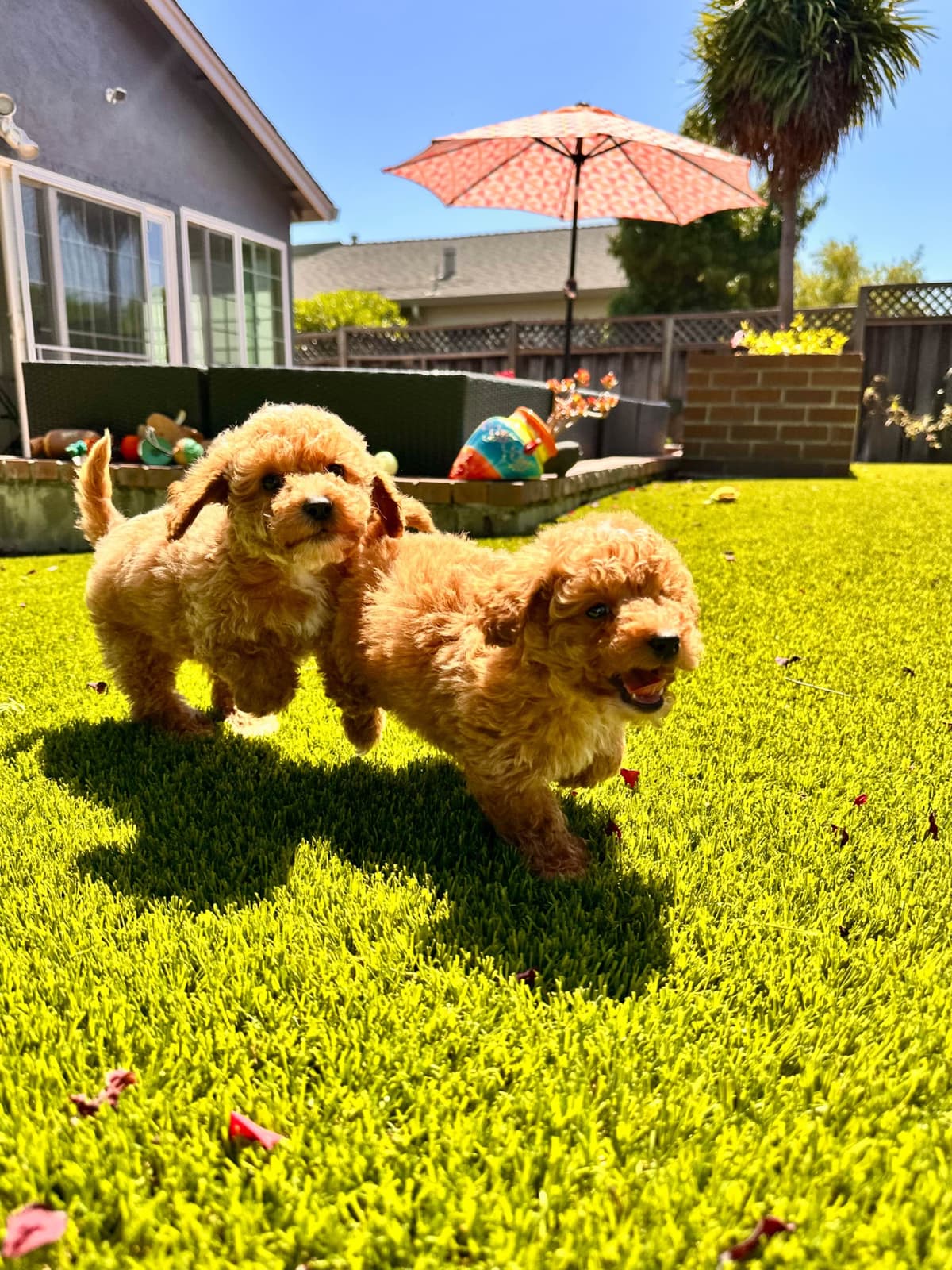 Poodle Puppies breeder image 26