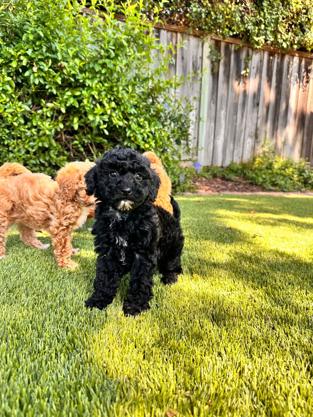 Poodle Puppies breeder image 27