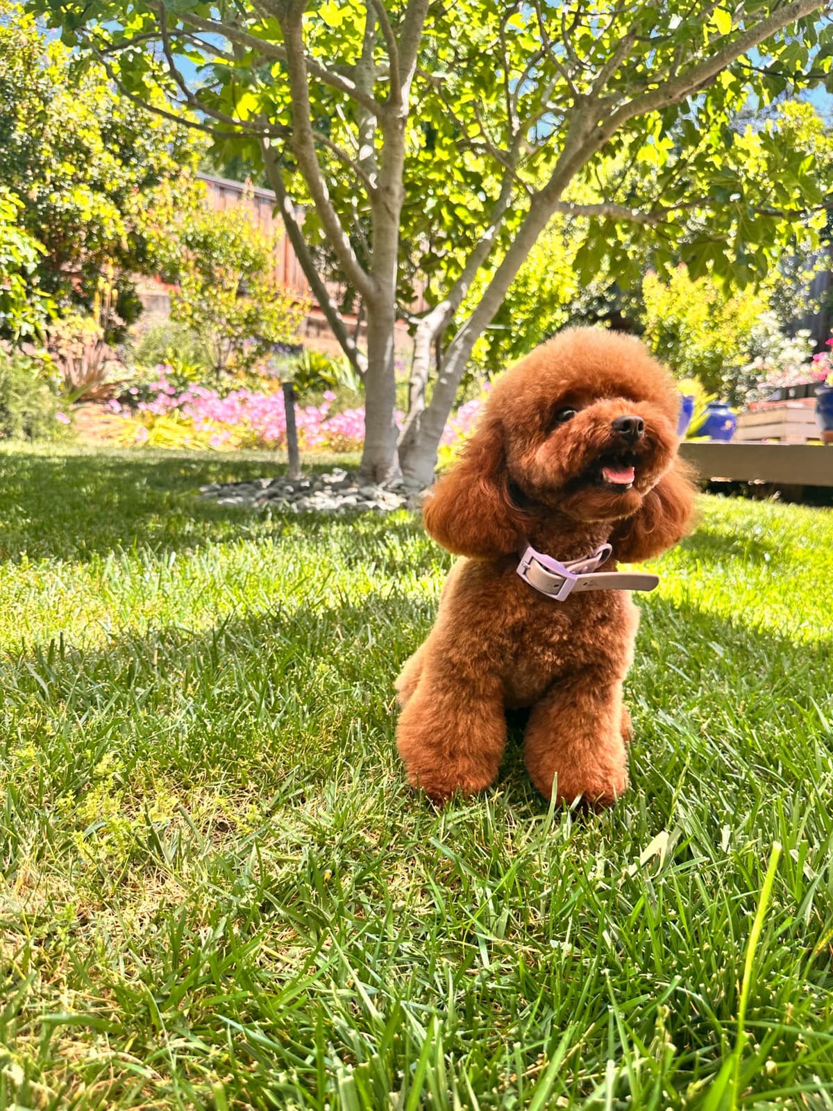 Poodle Puppies breeder image 1