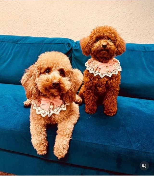 Poodle Puppies media 2