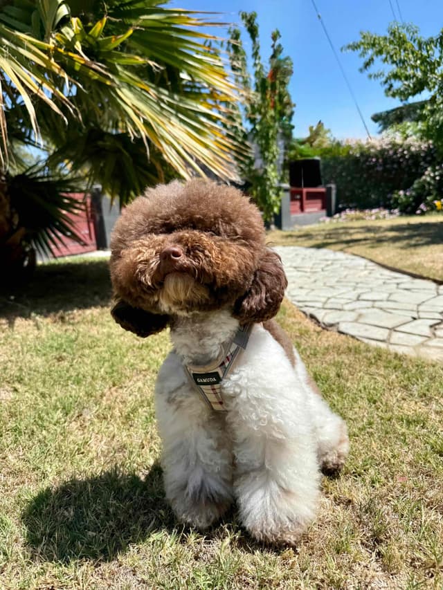 Poodle Puppies media 3
