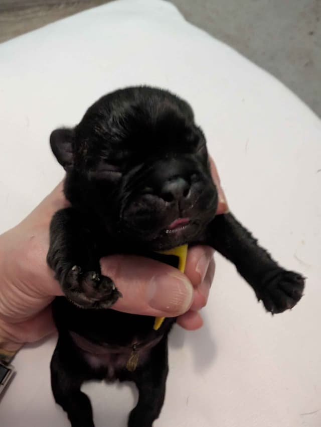 French Bulldog Puppies media 6