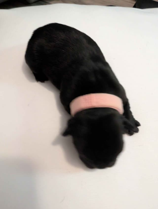 French Bulldog Puppies media 10