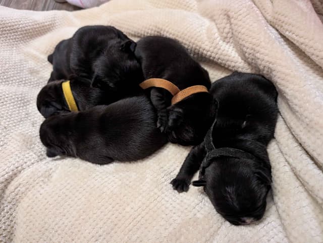 French Bulldog Puppies media 15