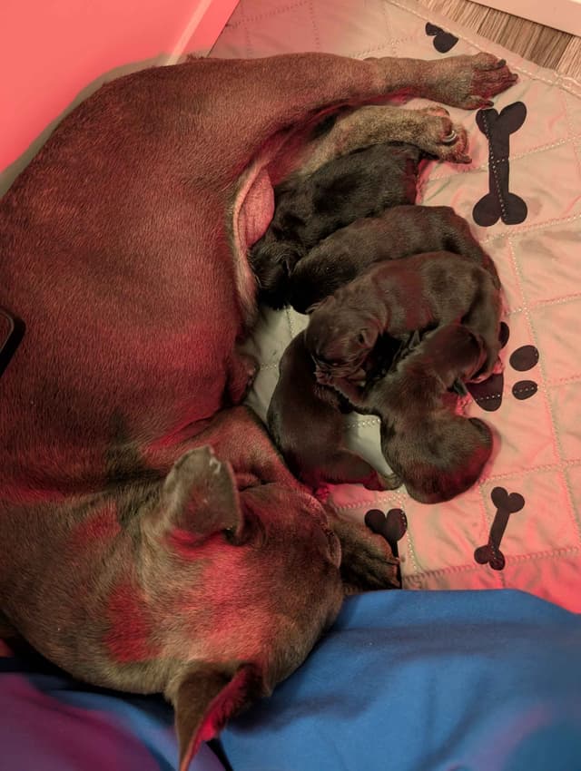 French Bulldog Puppies media 17