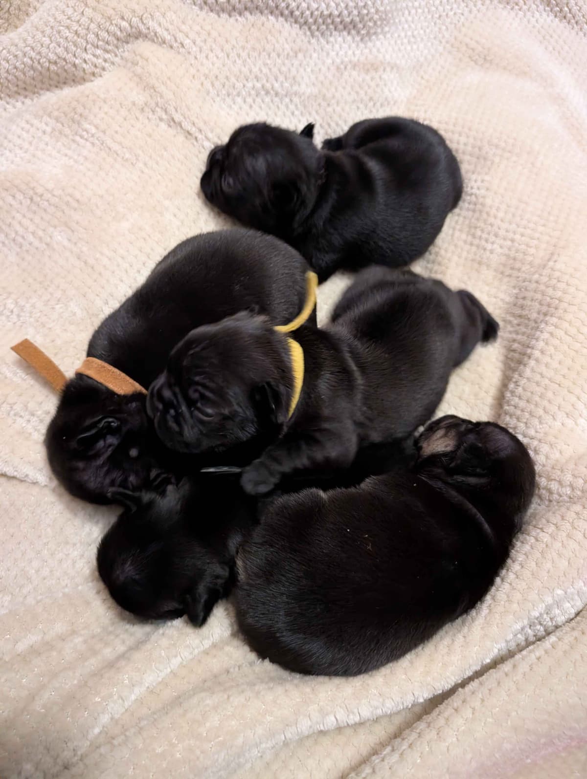 French Bulldog Puppies breeder image 5