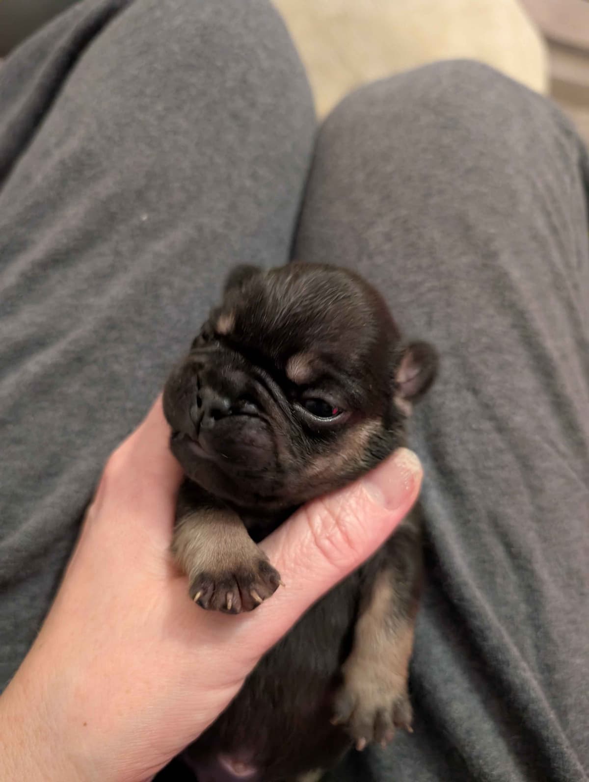 French Bulldog Puppies breeder image 12