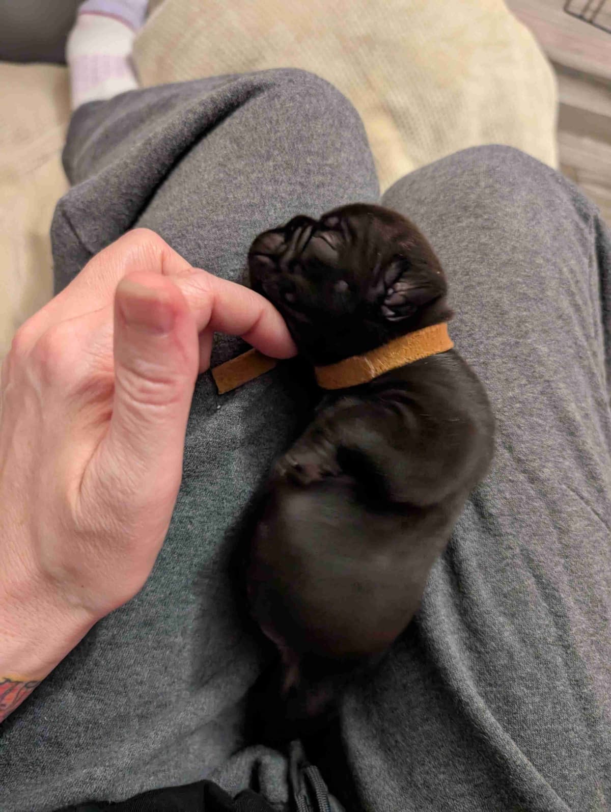 French Bulldog Puppies breeder image 13