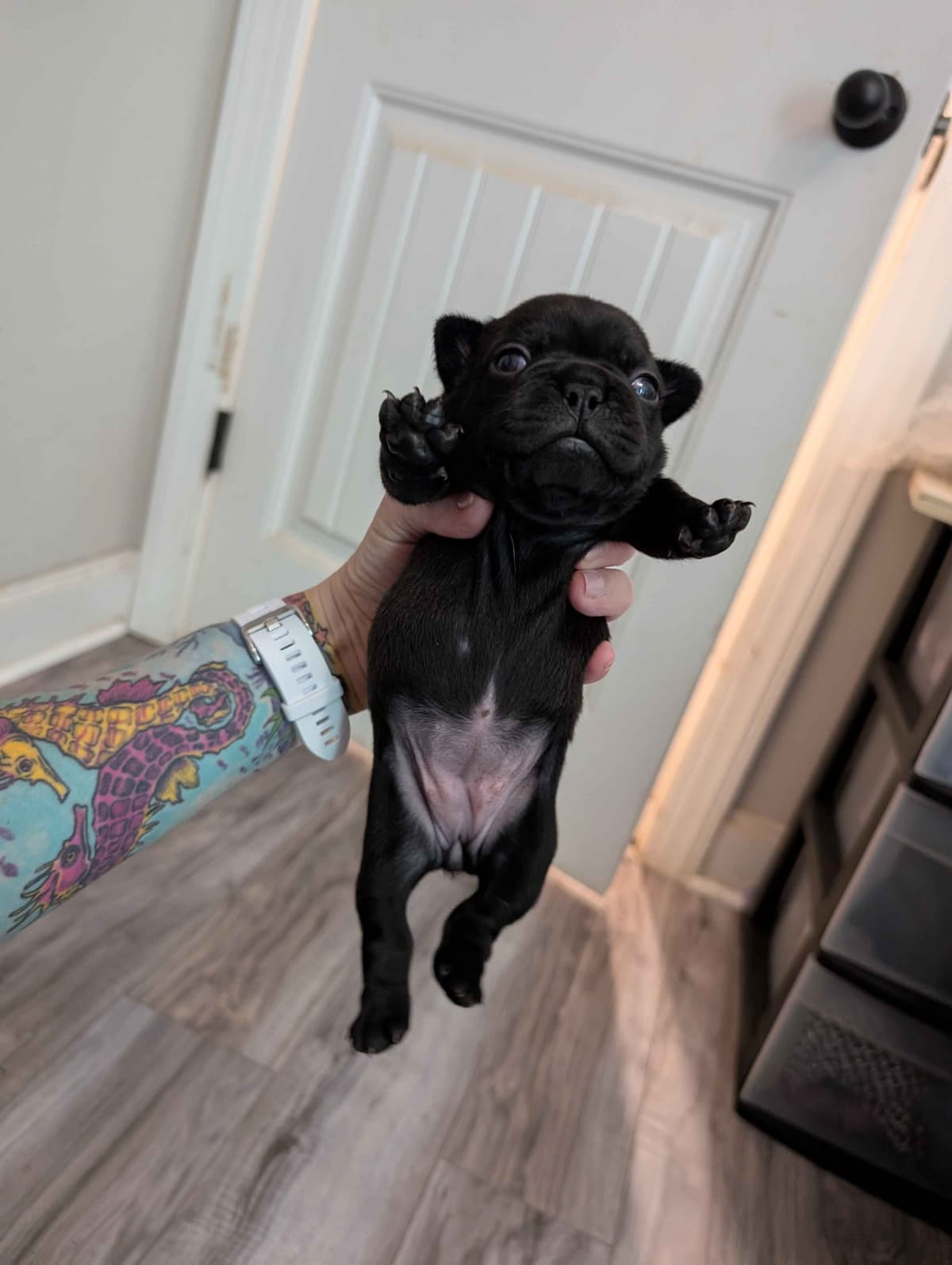 French Bulldog Puppies breeder image 16