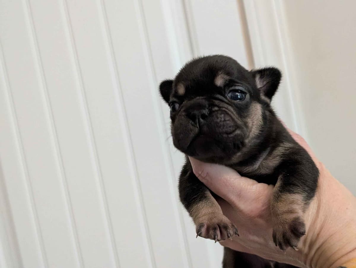French Bulldog Puppies breeder image 15