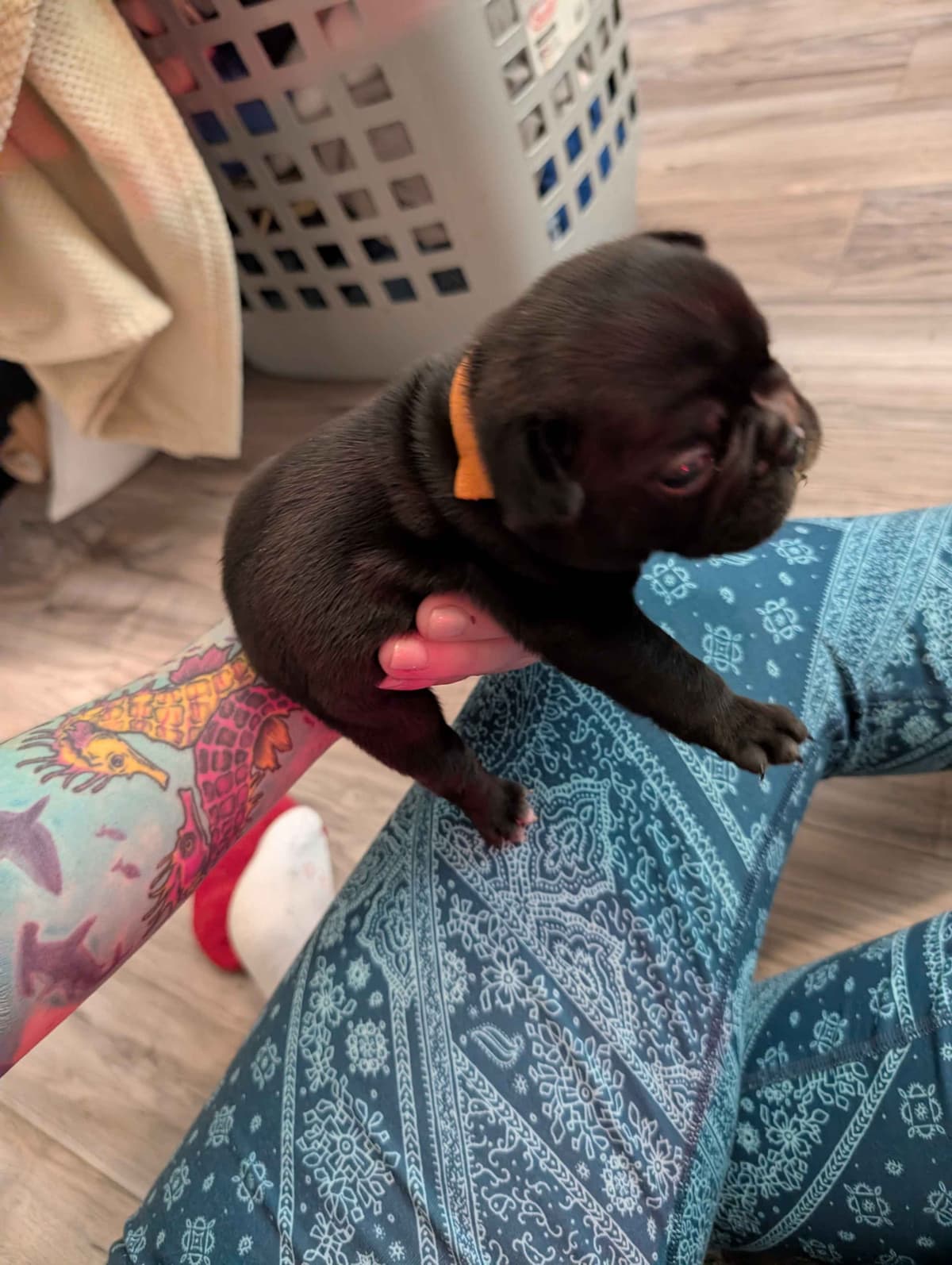 French Bulldog Puppies breeder image 17