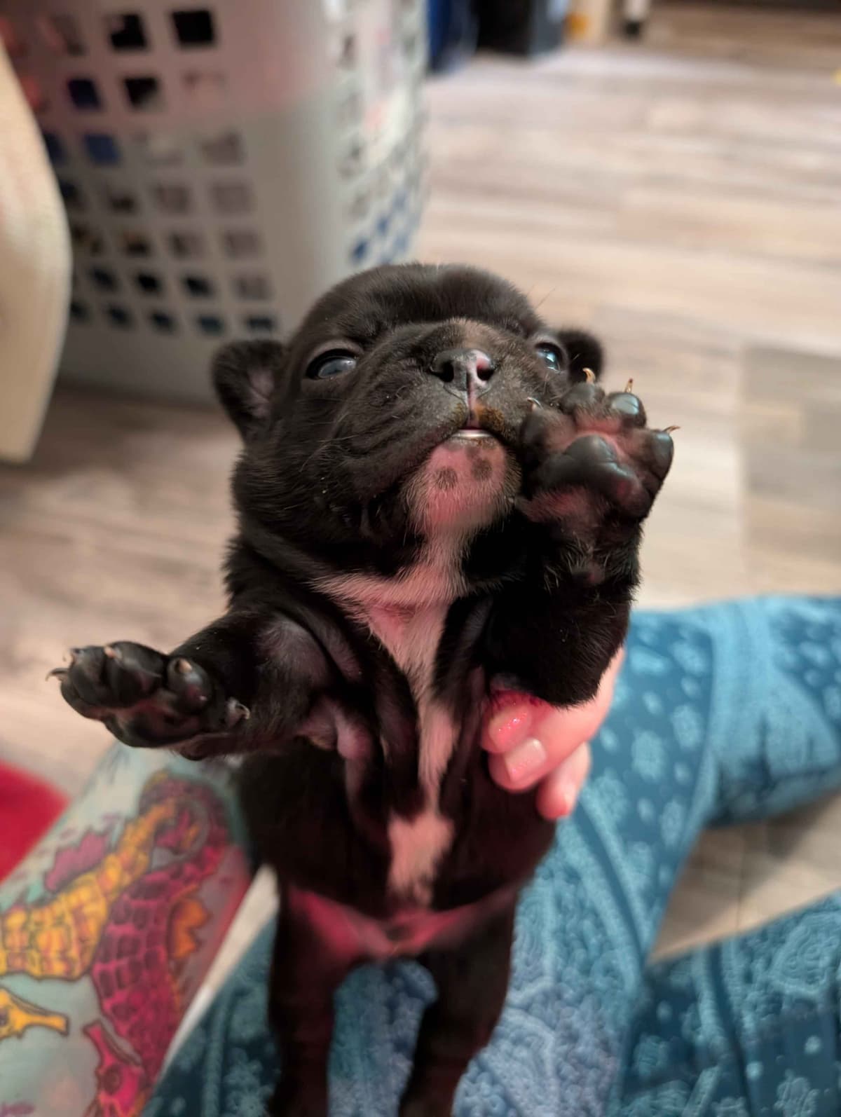 French Bulldog Puppies breeder image 18