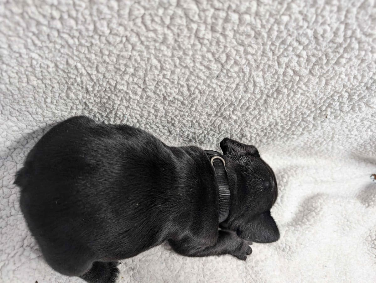 French Bulldog Puppies breeder image 20
